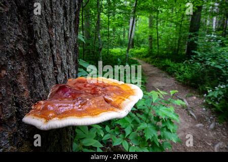 Ganoderma espèces de champignons polypores qui poussent sur l'écorce des arbres - Sycamore Cove Trail, Pisgah National Forest, Brevard, Caroline du Nord, États-Unis Banque D'Images