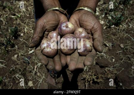 Une femme montrant des pommes de terre récoltées sur ses terres agricoles pendant la saison sèche dans le village de Fatumnasi, au Timor Centre-Sud, à Nusa Tenggara-est, en Indonésie. Les agriculteurs cultivent souvent les terres les plus vulnérables à la sécheresse et aux phénomènes météorologiques anormaux, selon une évaluation scientifique de 2021 axée sur le risque climatique, publiée par le Groupe de la Banque mondiale et la Banque asiatique de développement. En outre, les agriculteurs et les communautés les plus pauvres sont les moins en mesure de se permettre le stockage local de l'eau, les infrastructures d'irrigation et les technologies d'adaptation aux changements climatiques, a déclaré le rapport. Banque D'Images