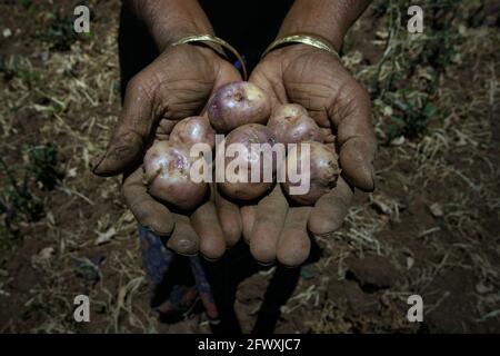 Une femme montrant des pommes de terre récoltées sur ses terres agricoles pendant la saison sèche dans le village de Fatumnasi, au Timor Centre-Sud, à Nusa Tenggara-est, en Indonésie. Les agriculteurs cultivent souvent les terres les plus vulnérables à la sécheresse et aux phénomènes météorologiques anormaux, selon une évaluation scientifique de 2021 axée sur le risque climatique, publiée par le Groupe de la Banque mondiale et la Banque asiatique de développement. En outre, les agriculteurs et les communautés les plus pauvres sont les moins en mesure de se permettre le stockage local de l'eau, les infrastructures d'irrigation et les technologies d'adaptation aux changements climatiques, a déclaré le rapport. © Reynold Sumayku Banque D'Images