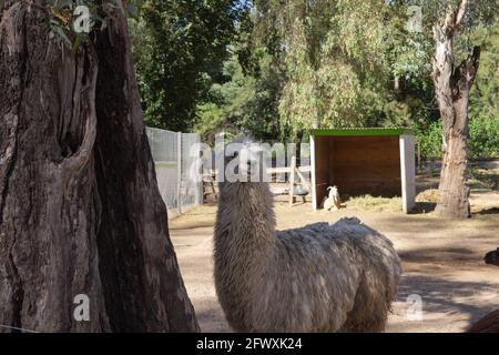 Lama blanche (lama glama) dans la ferme. Banque D'Images