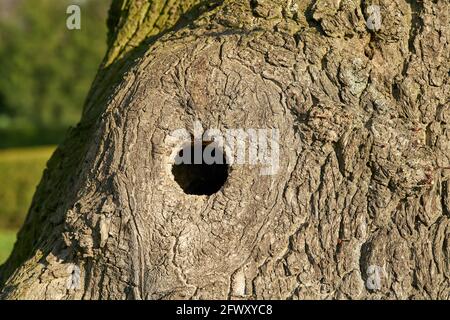 Le Knothole sur un vieux érable sert de nidification trou pour les oiseaux dans un parc Banque D'Images