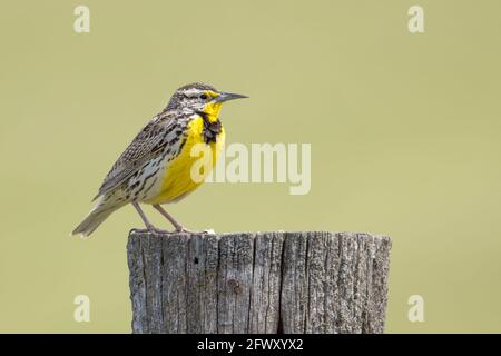 Un sidévier d'une belette meadowlark perchée sur un poste à la National Elk and Bison Range dans l'ouest du Montana. Banque D'Images