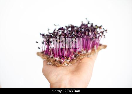 Pousses de radis micro-vert violet dans votre main. Banque D'Images