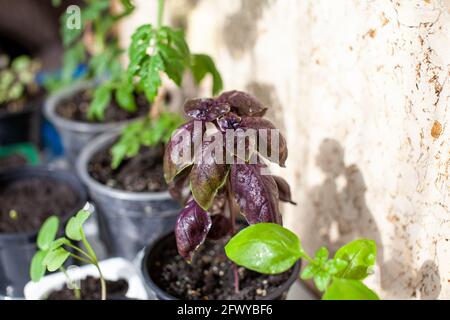 Basilic violet et autres plantes cultivées dans un plateau votre maison avec rebord de fenêtre Banque D'Images