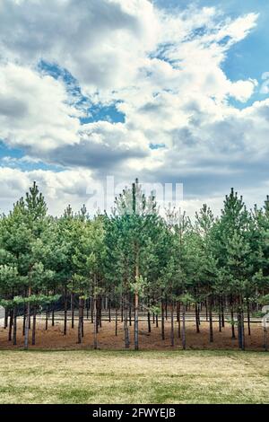 Pittoresque forêt artificielle boisée avec des rangées de jeunes pins croissance sous le ciel bleu avec des nuages moelleux au printemps ensoleillé jour Banque D'Images
