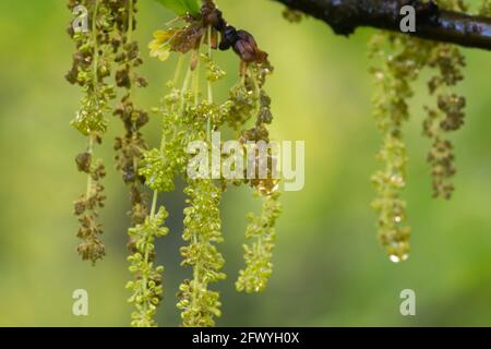 Quercus rubra, chêne rouge du nord, fleurs de printemps et feuilles de gros plan foyer sélectif Banque D'Images