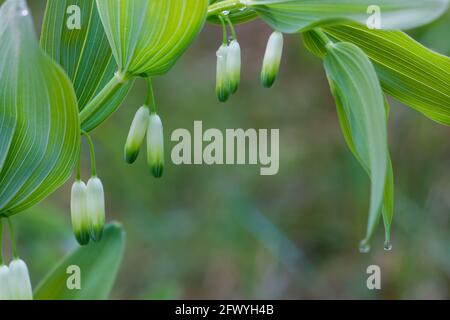 Polygonatum odoratum, la branche de phoque de Solomon parfumée aux fleurs dans la forêt de gros plan sélectif foyer Banque D'Images