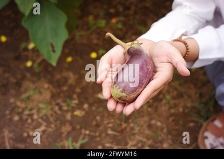 la main de la femme ramasse l'aubergine prête à la récolte un jeune agriculteur récolte l'aubergine pourpre dans son jardin. Légume frais et luxuriant Banque D'Images