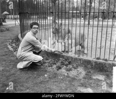 Predator Frits Verbrugge secouru dans la cage du lion par ses collègues Rudi sitters, 6 avril 1959, pays-Bas, agence de presse du XXe siècle photo, nouvelles à retenir, documentaire, photographie historique 1945-1990, histoires visuelles, L'histoire humaine du XXe siècle, immortaliser des moments dans le temps Banque D'Images