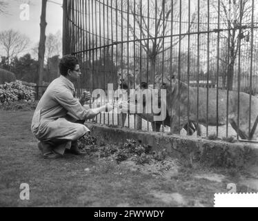 Predator Frits Verbrugge secouru dans la cage du lion par ses collègues Rudi sitters, 6 avril 1959, pays-Bas, agence de presse du XXe siècle photo, nouvelles à retenir, documentaire, photographie historique 1945-1990, histoires visuelles, L'histoire humaine du XXe siècle, immortaliser des moments dans le temps Banque D'Images