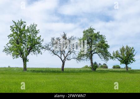 Groupe d'arbres en face du ciel bleu pris près de Leihgestern à Hessen, Allemagne Banque D'Images