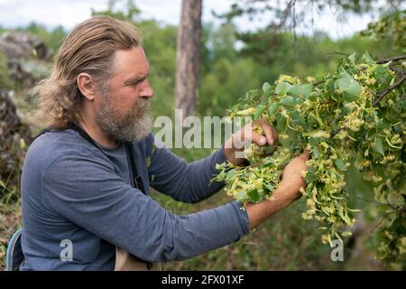 Portrait d'un homme d'âge moyen en vêtements de travail collectant des fleurs de linden de la branche de l'arbre de linden en forêt. Recueillir des herbes médicinales ou le préparer Banque D'Images