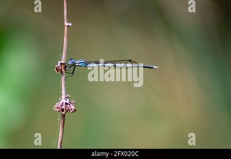 Femelle Bluetail Damselfly Banque D'Images