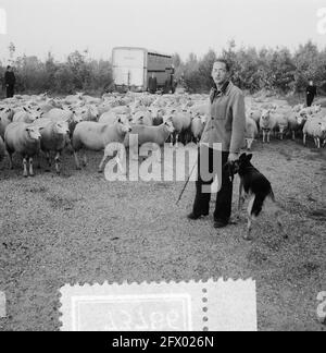 Troupeau de moutons à Amsterdam Bos, berger avec chien Iris, 10 octobre 1955, chiens, troupeaux, Moutons, pays-Bas, Agence de presse du XXe siècle photo, nouvelles à retenir, documentaire, photographie historique 1945-1990, histoires visuelles, L'histoire humaine du XXe siècle, immortaliser des moments dans le temps Banque D'Images