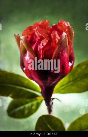 Macro Selective Focus Studio photo de grenade Bud et Blossom Dans la phase un Banque D'Images