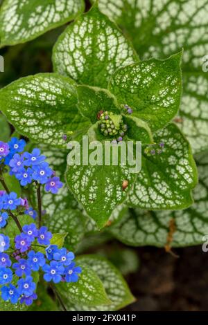 Brunnera macrophylla - coeur de mer, fleurs et feuillage au printemps Banque D'Images