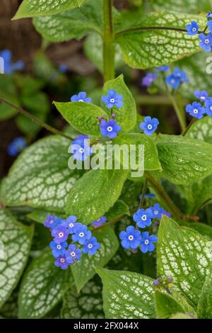 Brunnera macrophylla - coeur de mer, fleurs et feuillage au printemps Banque D'Images