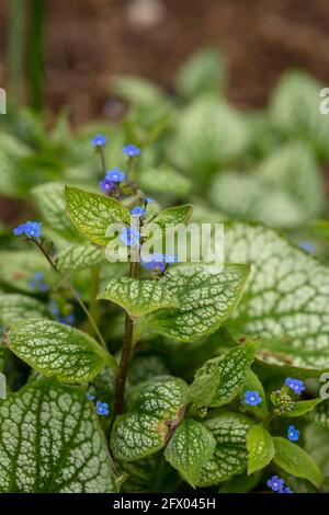 Brunnera macrophylla - coeur de mer, fleurs et feuillage au printemps Banque D'Images