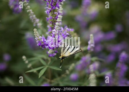 Papillon perché sur un Bush aux fleurs violettes et bokeh - macro Banque D'Images