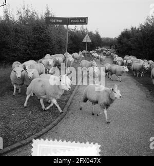 Troupeau de moutons à Amsterdam Bos, 10 octobre 1955, BOSSEN, troupeaux de moutons, Pays-Bas, Agence de presse du XXe siècle photo, nouvelles à retenir, documentaire, photographie historique 1945-1990, histoires visuelles, L'histoire humaine du XXe siècle, immortaliser des moments dans le temps Banque D'Images