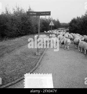 Troupeau de moutons à Amsterdam Bos, berger K. L. Meyer, 10 octobre 1955, BOSSEN, troupeaux de moutons, Pays-Bas, Agence de presse du XXe siècle photo, nouvelles à retenir, documentaire, photographie historique 1945-1990, histoires visuelles, L'histoire humaine du XXe siècle, immortaliser des moments dans le temps Banque D'Images