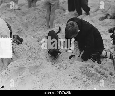 Trésor de creuser à Egmond aan Zee, 26 août 1951, pays-Bas, agence de presse du XXe siècle photo, nouvelles à retenir, documentaire, photographie historique 1945-1990, histoires visuelles, L'histoire humaine du XXe siècle, immortaliser des moments dans le temps Banque D'Images