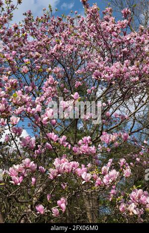 Magnolia soulangeana Bourgogne fleurs printanières, famille: Magnoliaceae Banque D'Images