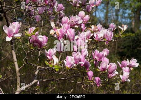 Magnolia soulangeana fleurs de Bourgogne dans la famille: Magnoliaceae Banque D'Images