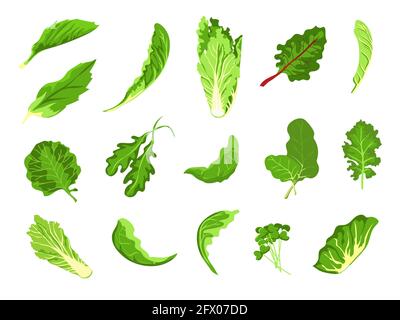 Feuilles de salade. Aliments agricoles frais verts, laitue, chou, arugula, cresson et kale. Germe microvert sain, ensemble de vecteur végétal à feuilles organiques Illustration de Vecteur