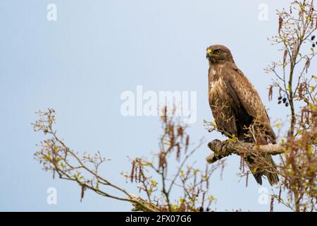 Bourdonnement impressionnant, buteo buteo, assis sur une branche au printemps avec un espace de copie. L'oiseau de proie dominant observe sur une branche. Animal à plumes Banque D'Images