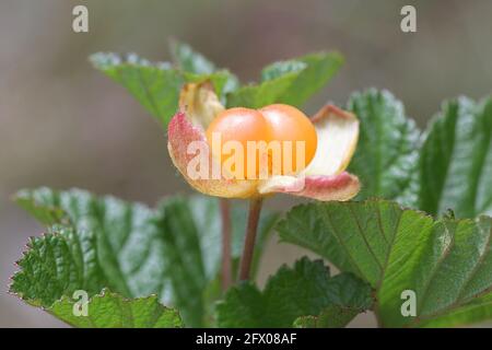 CLOUDBERRY, Rubus chamaemorus, baies sauvages comestibles poussant dans les tourbières Banque D'Images