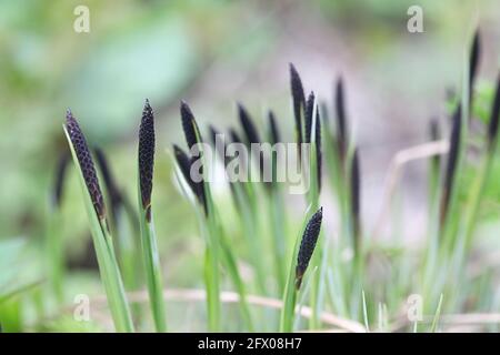 Carex nigra ssp. Juncella, connue sous le nom de carex commun, de carex noir ou de carex noir lisse Banque D'Images