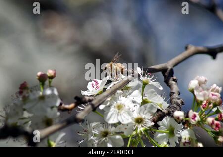 une vue très rapprochée d'une abeille sur une branche Banque D'Images