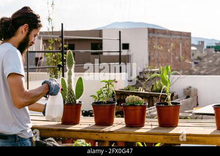 Vue arrière mâle barbu jardinier dans une tenue décontractée pulvérisation plantée cactus en pots avec bouteille d'eau sur véranda ensoleillée Banque D'Images