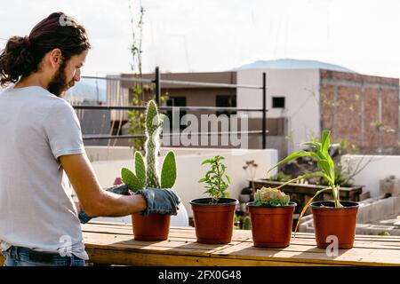 Vue arrière mâle barbu jardinier en tenue décontractée plantation cactus dans des pots sur véranda ensoleillée Banque D'Images