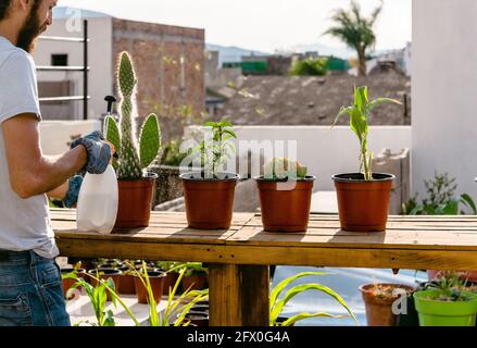 Vue arrière mâle barbu jardinier dans une tenue décontractée pulvérisation plantée cactus en pots avec bouteille d'eau sur véranda ensoleillée Banque D'Images