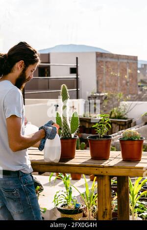 Vue arrière mâle barbu jardinier dans une tenue décontractée pulvérisation plantée cactus en pots avec bouteille d'eau sur véranda ensoleillée Banque D'Images