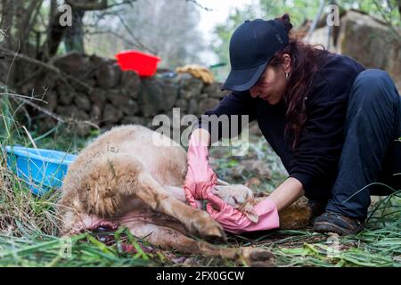 Jeune femme vétérinaire concentrée dans les vêtements décontractés et les gants en caoutchouc aider les moutons fatigués à donner naissance dans la nature Banque D'Images