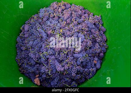 Récolte de raisins bleus et de vignes pour la vinification, Neuweier, Forêt Noire, Allemagne. Banque D'Images