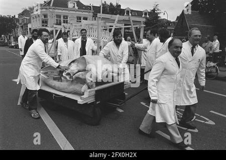 Squelette du rorqual à Leiden transféré du Musée national d'histoire à Hortus; personnel en route avec le squelette, 3 juin 1987, squelettes, poissons, Pays-Bas, Agence de presse du XXe siècle photo, nouvelles à retenir, documentaire, photographie historique 1945-1990, histoires visuelles, L'histoire humaine du XXe siècle, immortaliser des moments dans le temps Banque D'Images