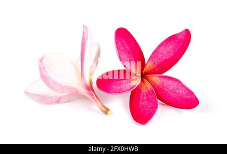 fleurs de frangipani rouges fraîches isolées sur blanc Banque D'Images