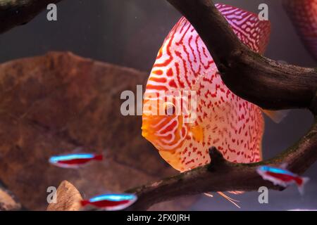 Poissons colorés des spièces Symphysodon discus dans l'aquarium.