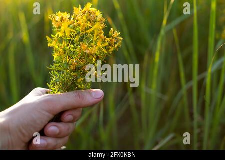 Bouquet de millepertuis dans votre main sur un fond d'herbe dans un sunbeam. Herbes médicinales, collecte de thé, médecine alternative. Heure d'été, cou Banque D'Images