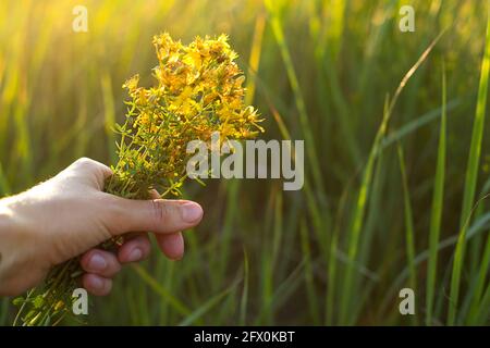 Bouquet de millepertuis dans votre main sur un fond d'herbe dans un sunbeam. Herbes médicinales, collecte de thé, médecine alternative. Heure d'été, cou Banque D'Images