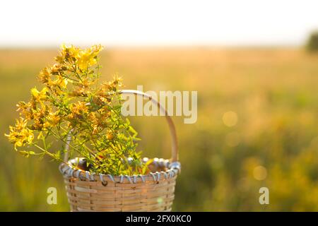 Bouquet de millepertuis dans le panier sur fond d'herbe dans un sunbeam. Herbes médicinales, collecte de thé, médecine alternative. Heure d'été Banque D'Images