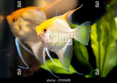 Or Pterophyllum Scalare dans l'eau d'aqarium, angéloses jaunes. Banque D'Images