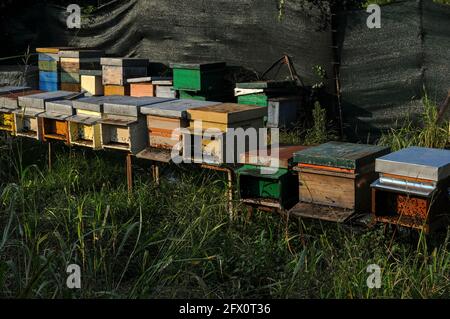 Les abeilles ouvrières très fréquentées se regroupent en début de soirée sous le soleil sur les panneaux d'atterrissage et sur les panneaux avant d'une rangée de ruches après être revenus de la quête de nectar au milieu des vestiges de l'ancienne métropole romaine d'Aquileia, près de la frontière italienne avec la Slovénie et près de Trieste, Capitale du nord-est de la région de Friuli Venezia Giulia. Banque D'Images