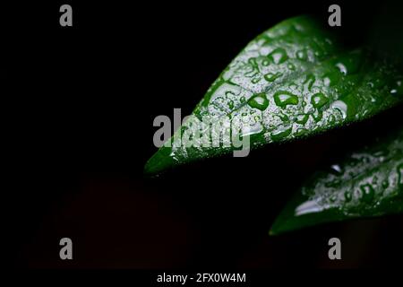 Fond naturel de feuilles vertes de plantes avec gouttes de pluie et fond sombre. Mise au point différentielle utilisée. Banque D'Images