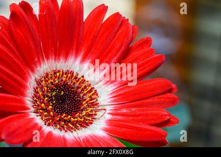 Gros plan de la fleur gerbera rouge et blanche. Mise au point différentielle utilisée. Banque D'Images