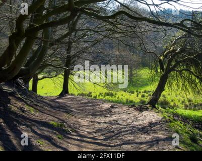Un chemin à travers les bois feuillus mixtes en hiver Banque D'Images